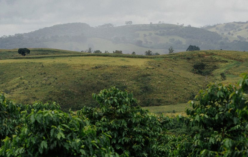 Coffee and Sustainability: Lavazza's commitment for the environment