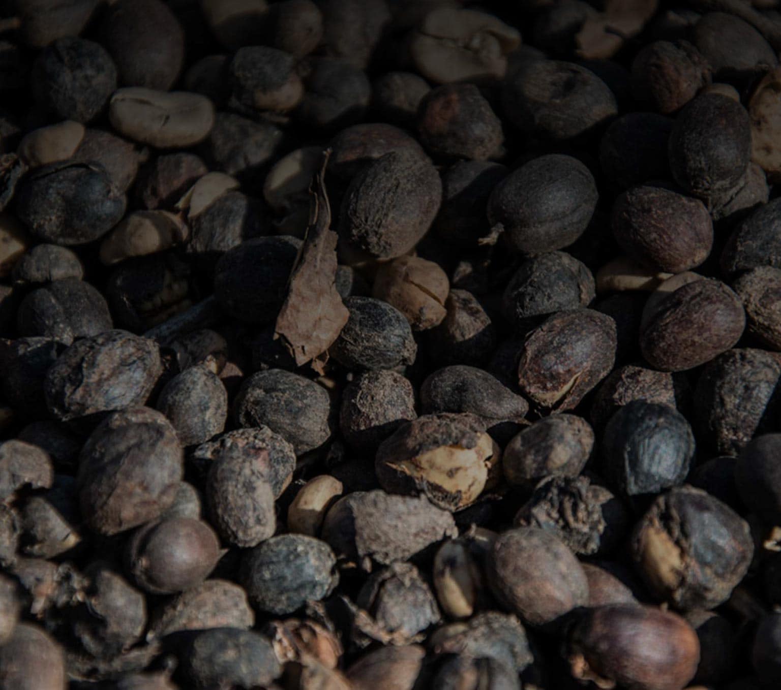 granos de café arábica y robusta