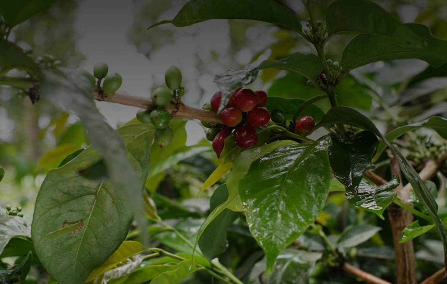 Coffee plantations around the world, each country has its own taste