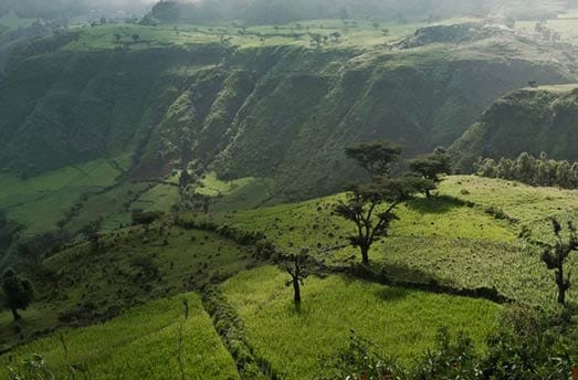 arabic plantation