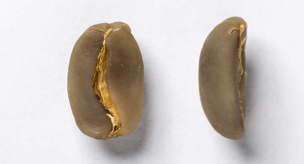 arabica coffee beans