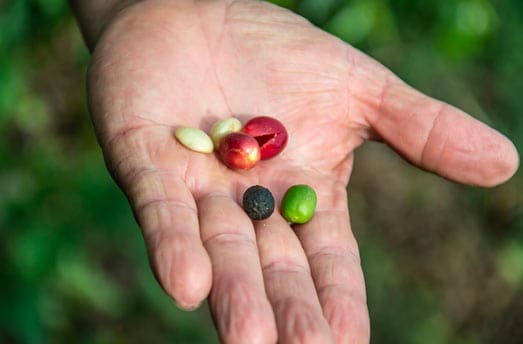 Collected coffee beans