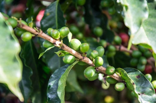 coffee production