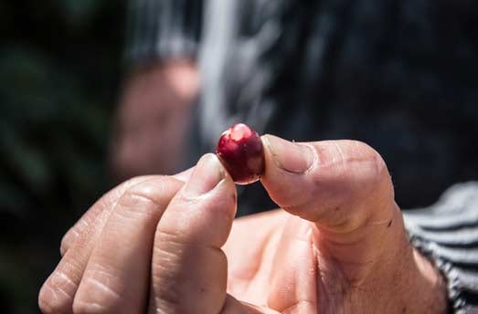 cereza de café