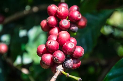 Granos de café en el árbol