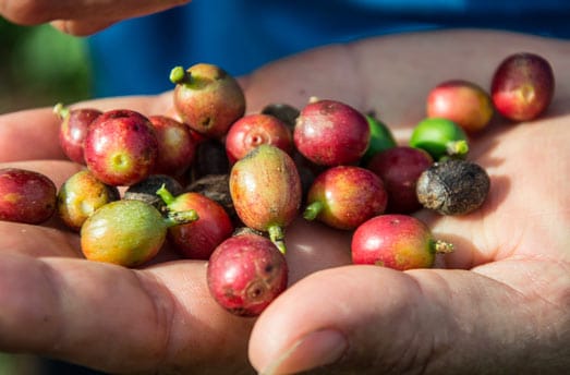 Cultivo de los granos de café